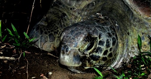 my other blue: Mengikuti Siklus Hidup Penyu di Meru Betiri