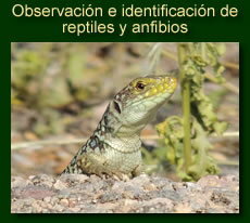 http://iberian-nature.blogspot.com.es/p/rutas-tematicas-observacion-de-anfibios.html