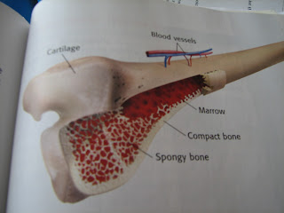 What's in a Bone? - 2nd Grade Blog