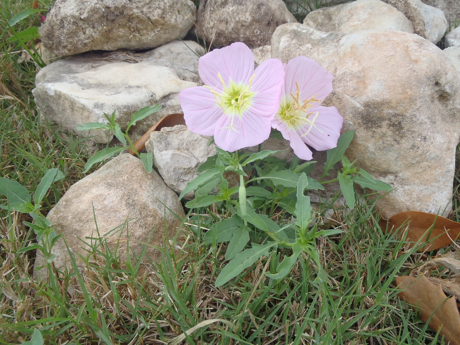 Becky's Blog lots of fun shtuff San Antonio Edible Weeds What's in