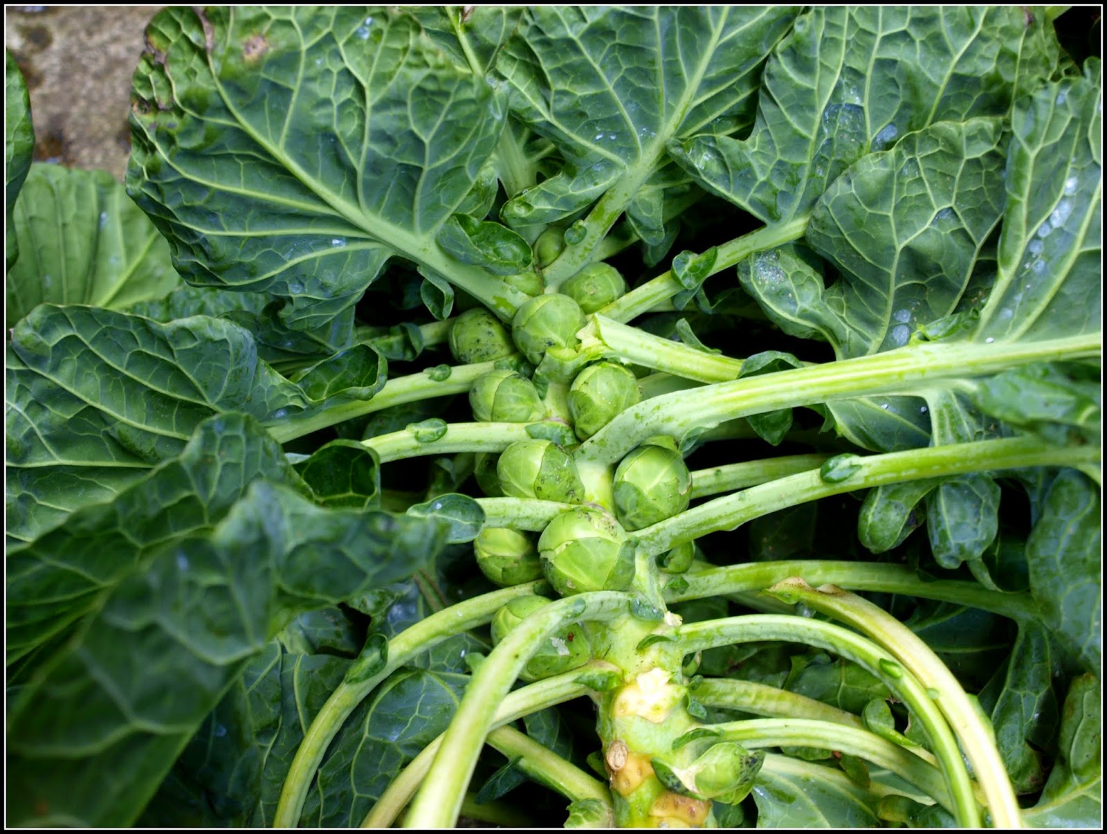 Mark's Veg Plot Last of the Brussels Sprouts