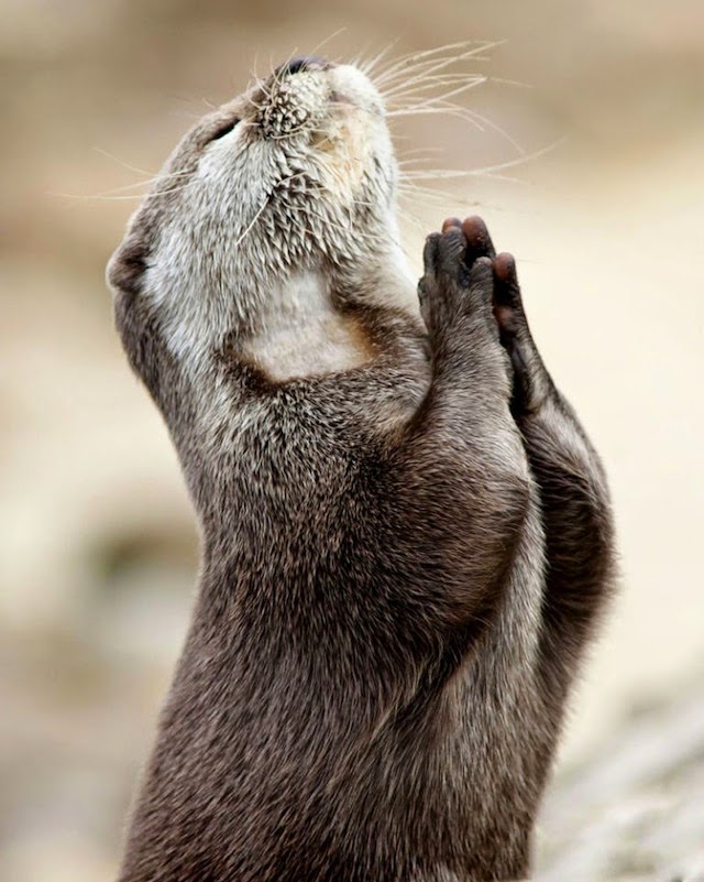 10-Perfectly-timed-animal-shots | Worshiper Perfectly-timed-animal-shots