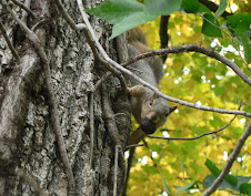 Squirrel Checking For Nuts