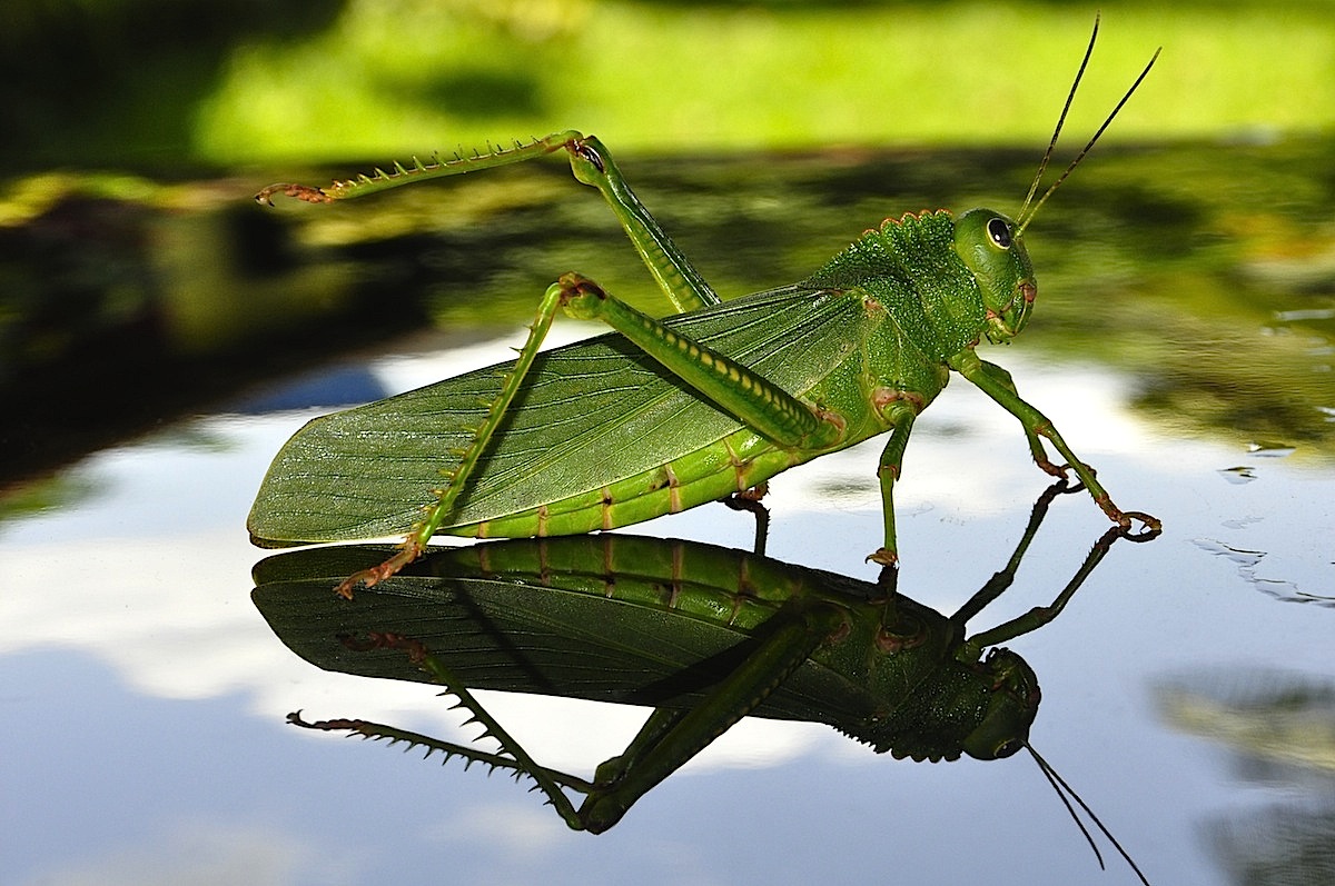 ALTINO MACHADO: O GRILO E A SOMBRA
