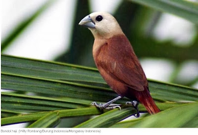 Burung Emprit Haji atau Bondol Haji