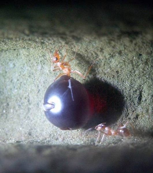 Amazing Honeypot ants close up pictures Animal Photo