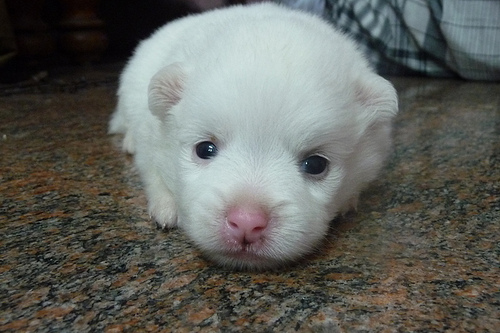 PUPPYS | Sweet puppys