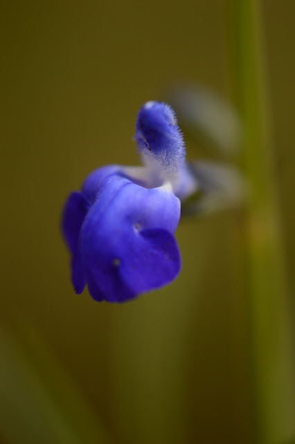 Salvia reptans