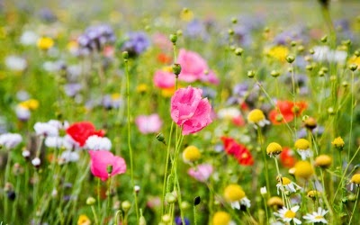 http://linux-wallpaper.com/field-of-flowers-wallpaper-download-free-flower-p-o-colorful.html