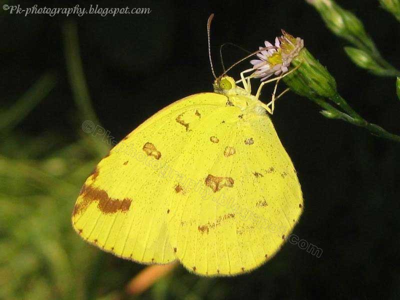 Life Cycle Of Common Grass Yellow Butterfly Nature, Cultural, and