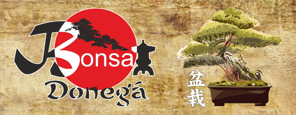 Bonsai Donegá