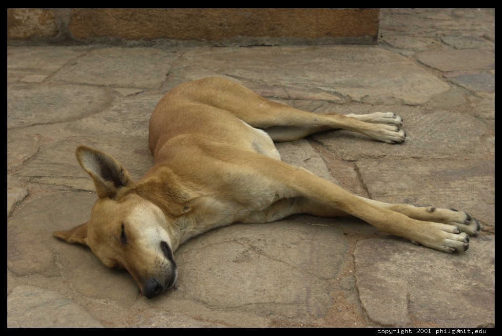 stray dogs india