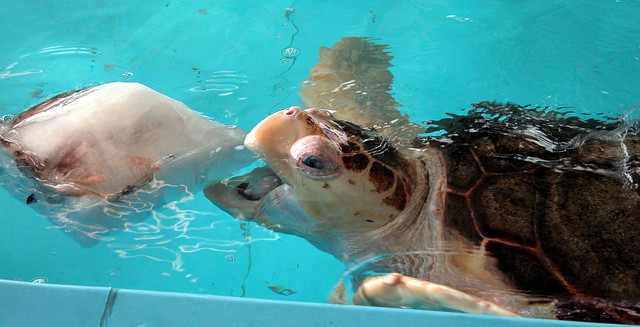prey of sea turtles prey of sea turtles