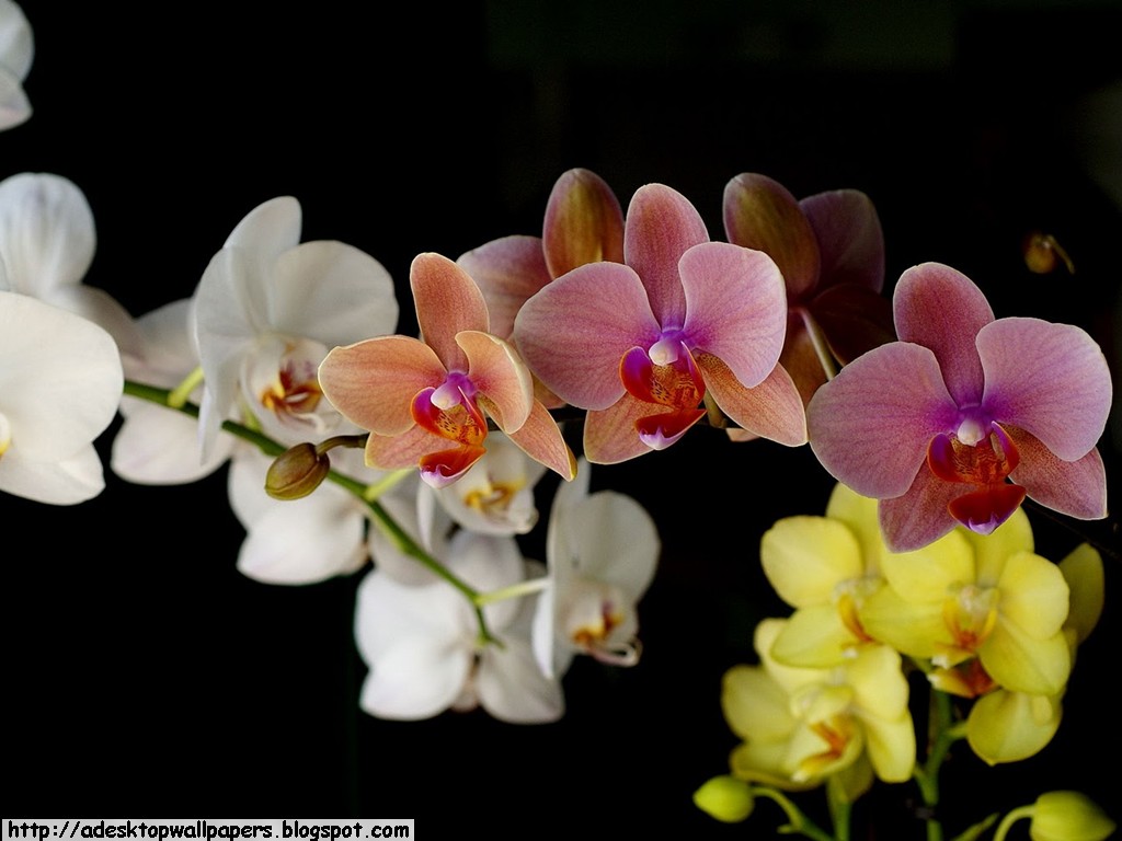 Orchid Flower Desktop Wallpapers