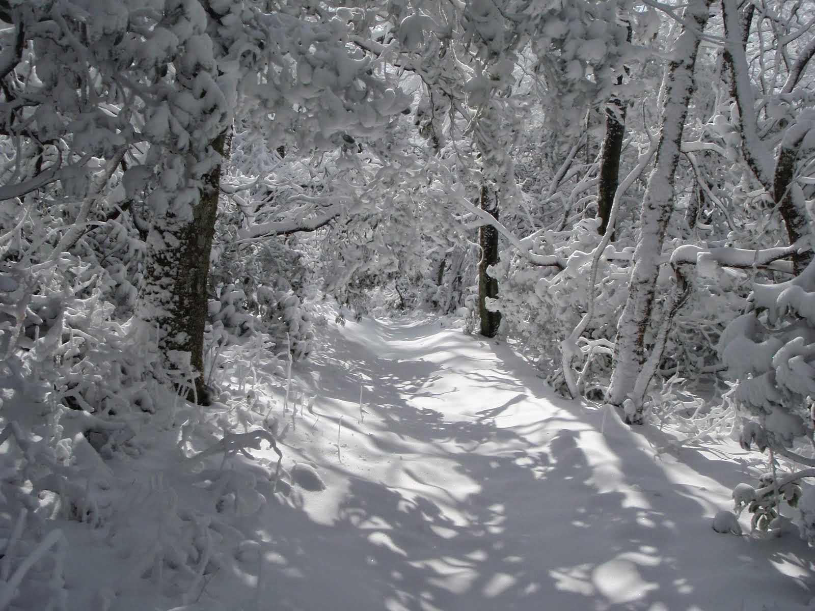 Spring Snow