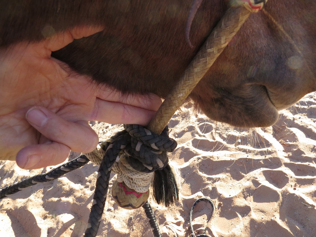 Functional Horsemanship Fit and Placement of the Bosal