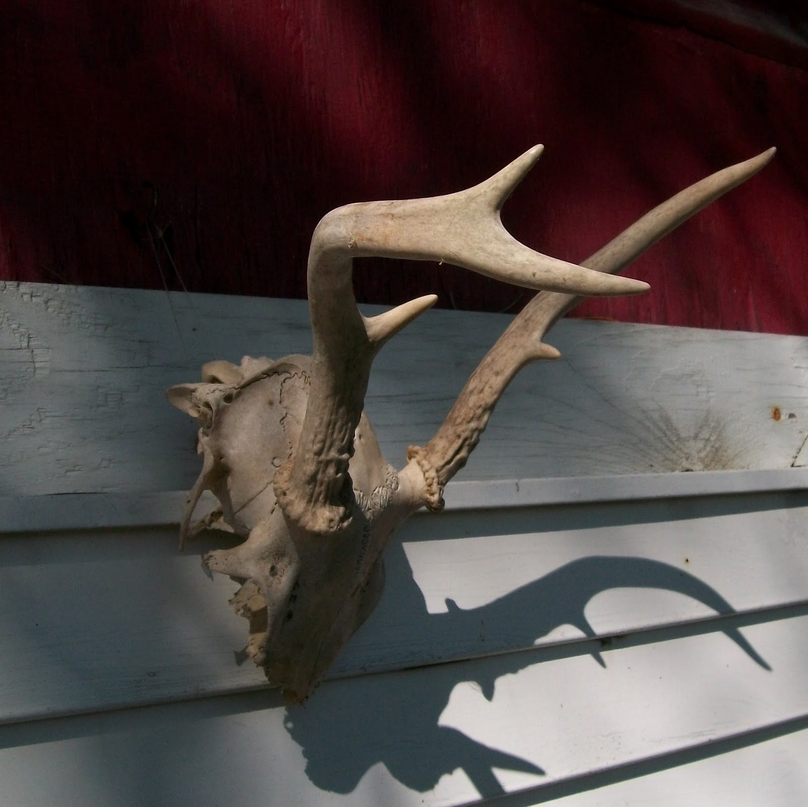 Estate Sale Services 409.750.3688 Roland Dressler Deer Antlers 5 points 9" wide rack Texas