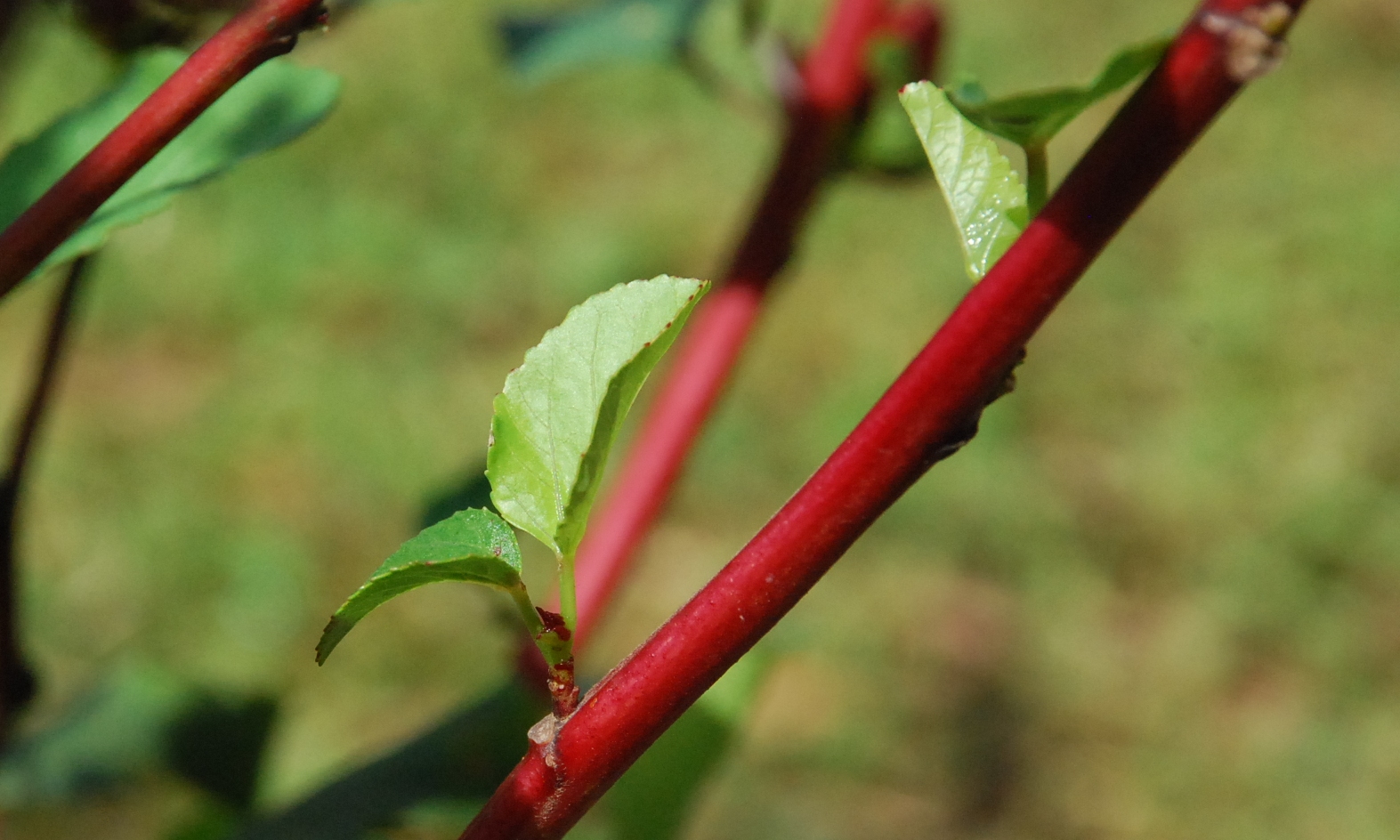 My little vegetable garden Roselle getting rid of old leaves.
