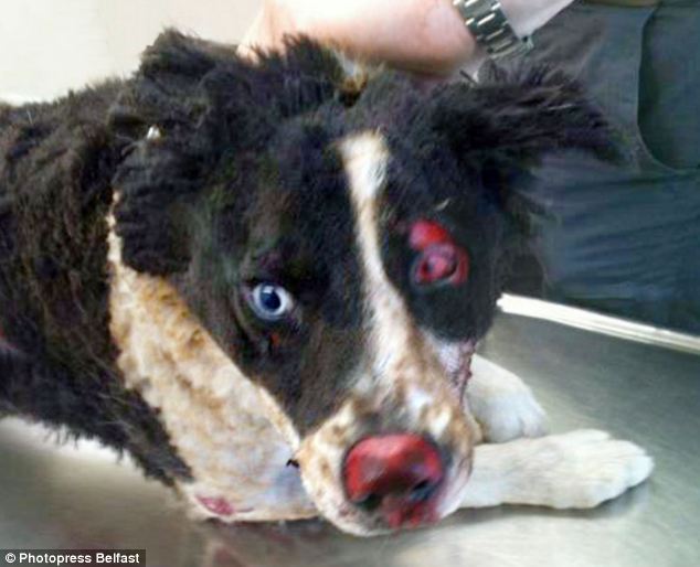 Can Dogs Get Pink Eye From Owner Can Dogs Get Pink Eye From Owner