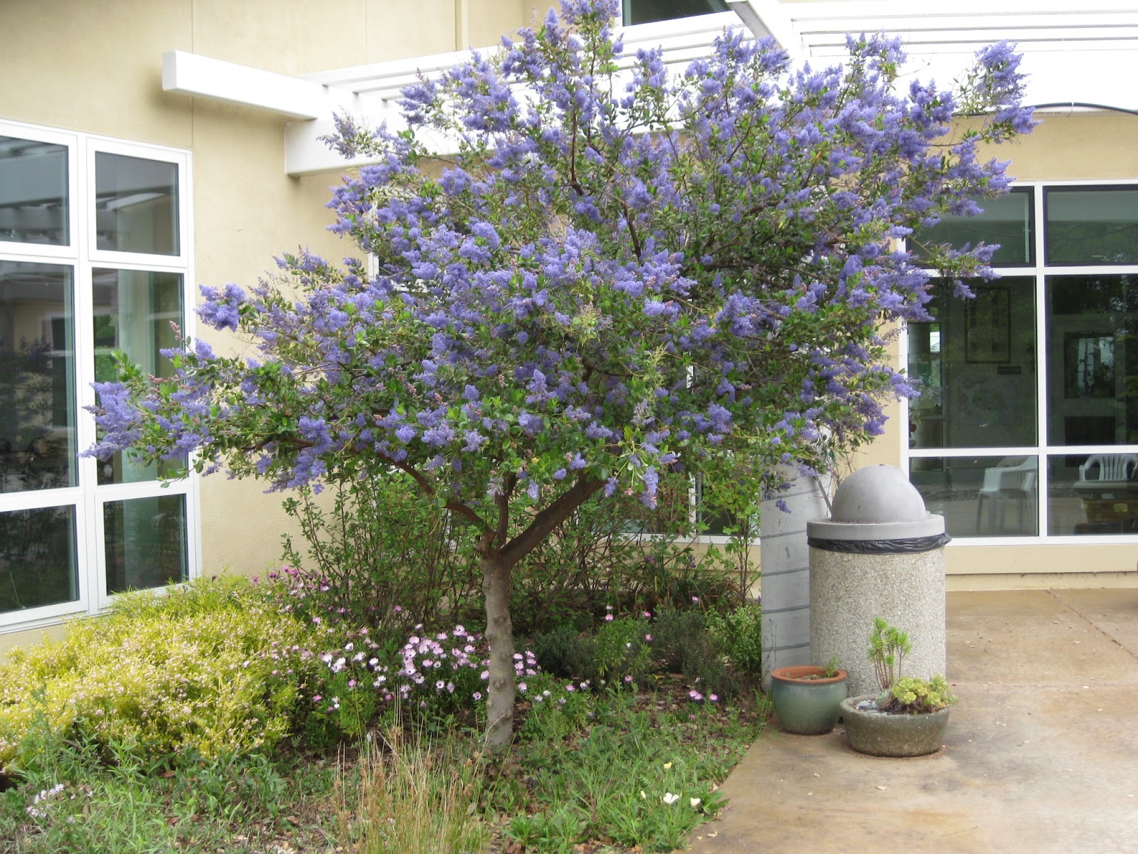 Trees Of Santa Cruz County Ceanothus Ray Hartman Ray Hartman Ceanothus