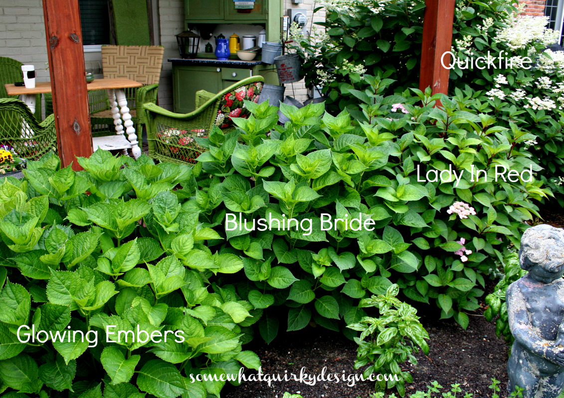 Valley View Farms Plant Of The Week Quickfire Hydrangea