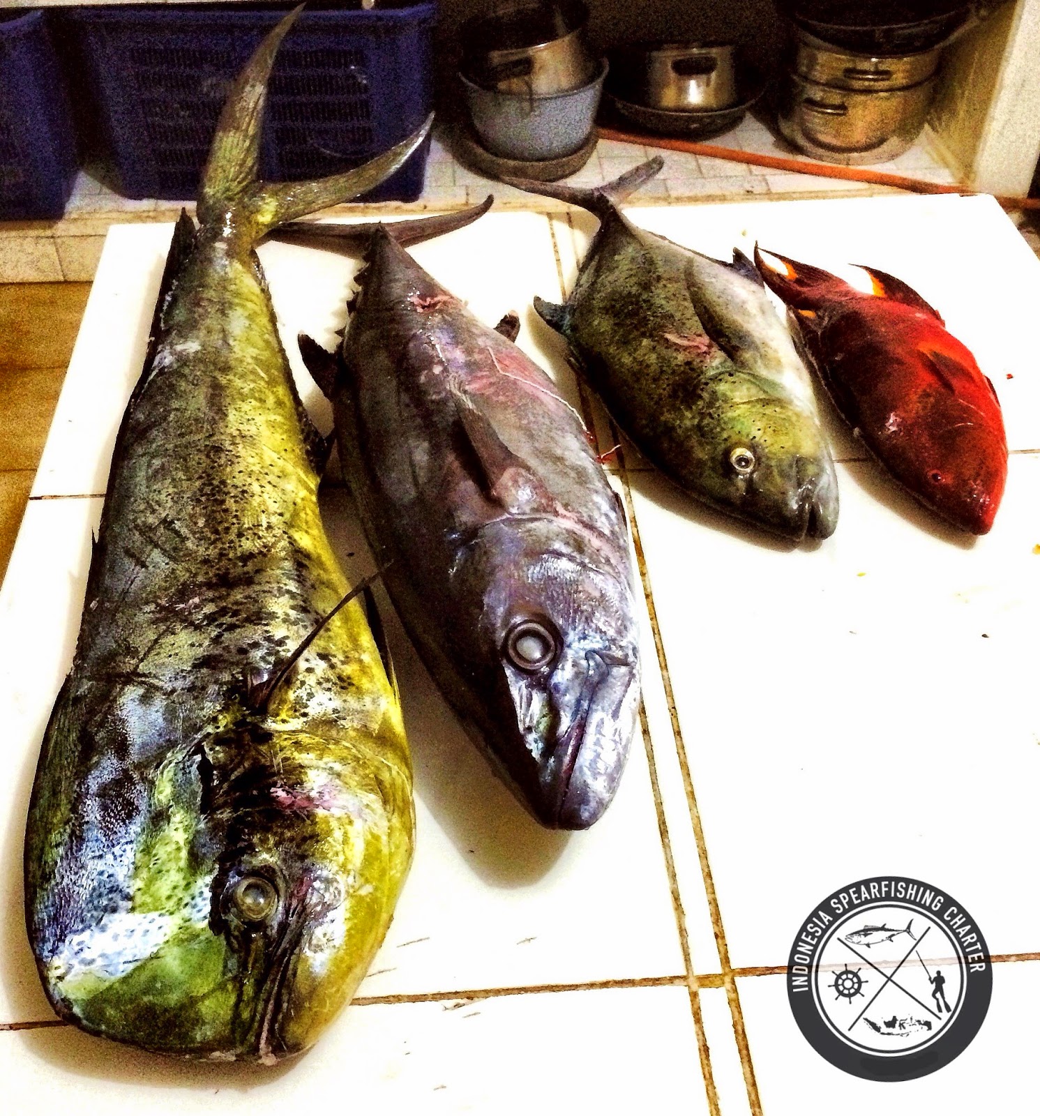Spearfishing Bali Indonesia, Nusa Penida , Amed GT, Giant Trevally, Dogtooth Tuna, Parrotfish, Coronation Trout, Bluefin Trevally, Black Trevally, Mu, Barracuda, Mu, Maori Seaperch