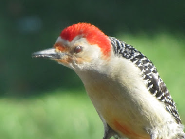 Red-bellied Woodpecker with an Attitude!