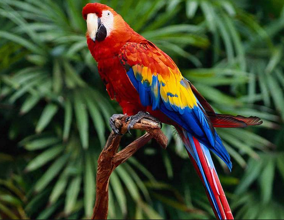 parrot the beautiful bird kubsurat pakshi tota à¤ à¤¬à¤¸ à¤°à¤¤ à¤ªà¤ à¤· à¤¤ à¤¤ jagran today knowlege and information sharing in hindi and english haryanvi masti hindi blog jagran today knowlege and information sharing in hindi and english