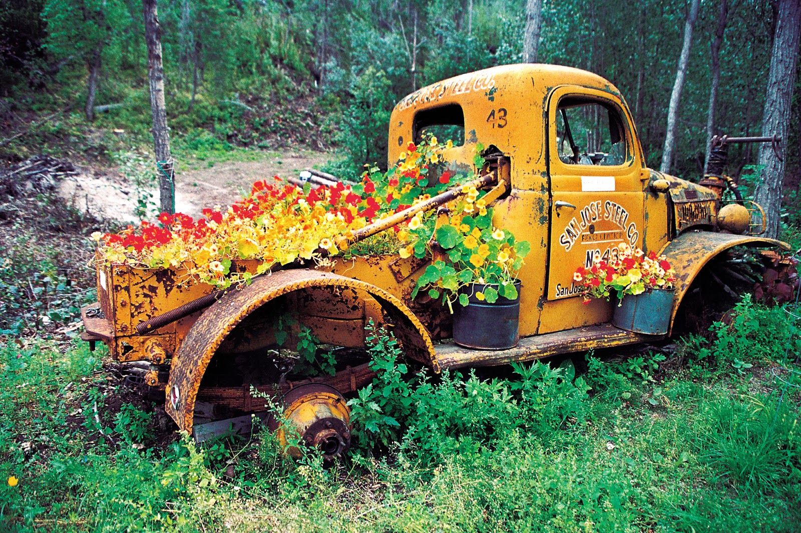 Chitina Yellow Flower Truck 1600x1066 Chitina Yellow Flower Truck 1600x1066