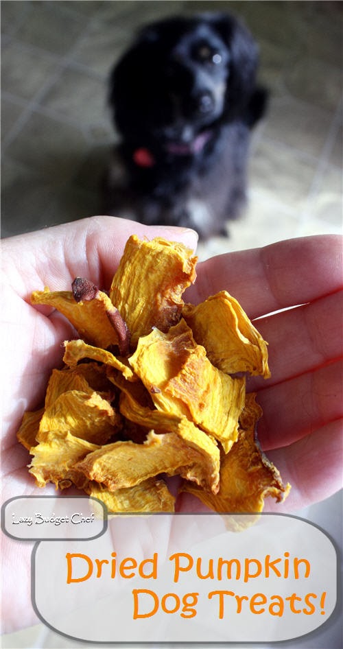 Lazy Budget Chef How to Make Dried Pumpkin Dog Treats