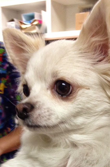 Chihuahua Temperament & Personality