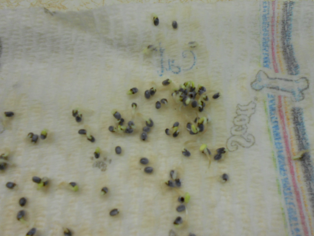 Germinate watermelon seeds paper towel