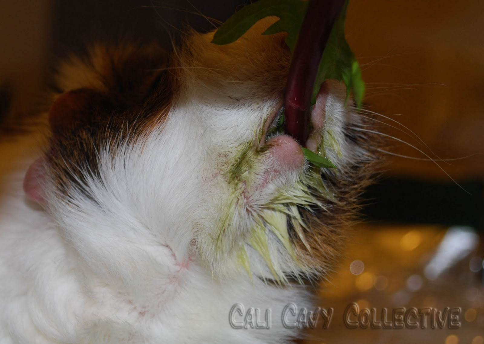 Cali Cavy Collective a blog about all things guinea pig Dirty piggy chin