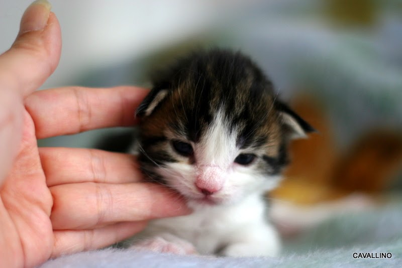 画像 かわいい猫の画像 画像集 子猫 猫 癒し かわいい 猫派 好き Naver まとめ