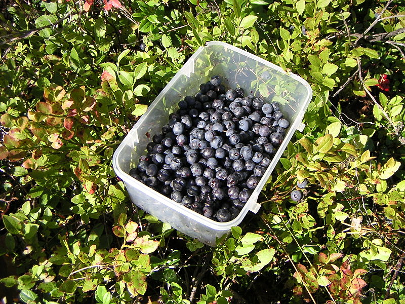 HEALTHABITS Bilberry Monograph
