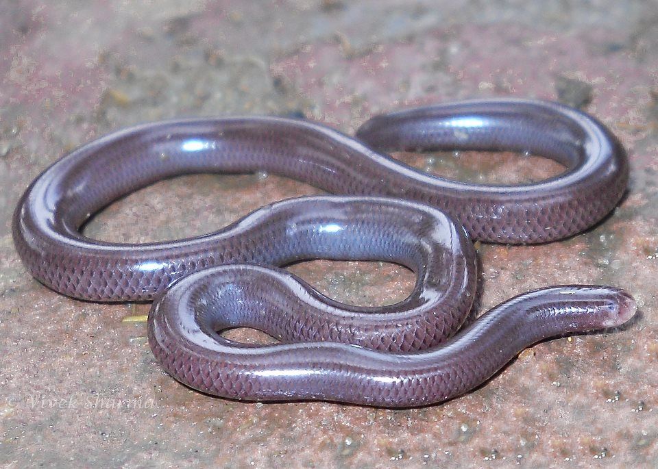 Real Monstrosities Blind Snake