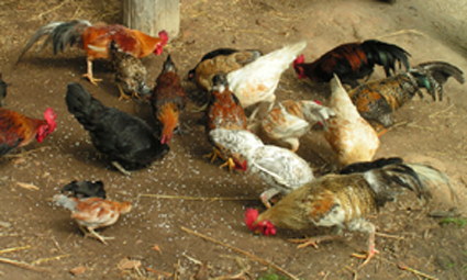 Cara ternak ayam joper ternak ayam aduan