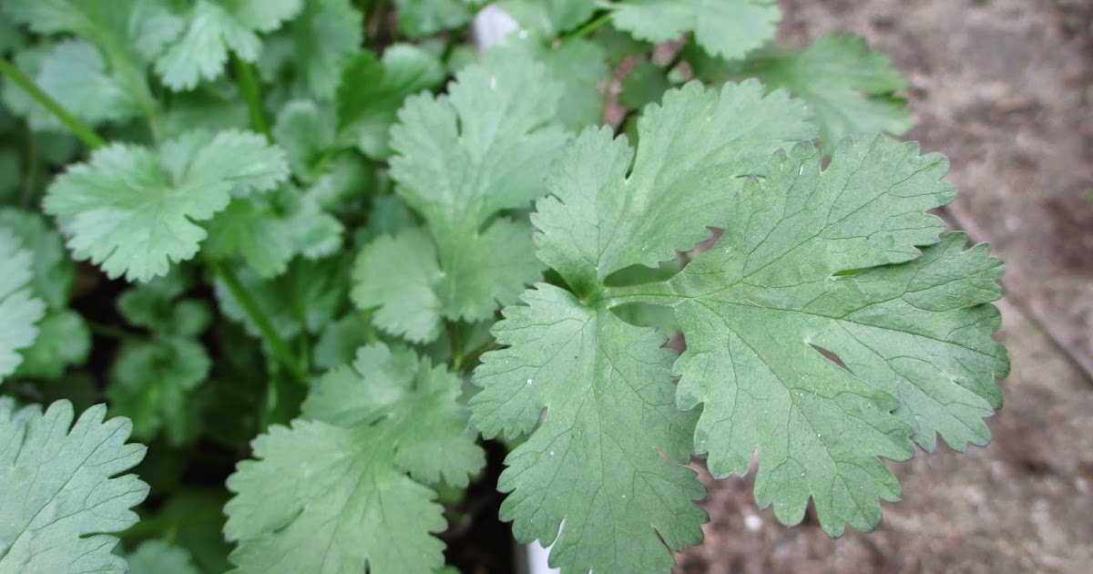 Andie�s Way Growing Cilantro