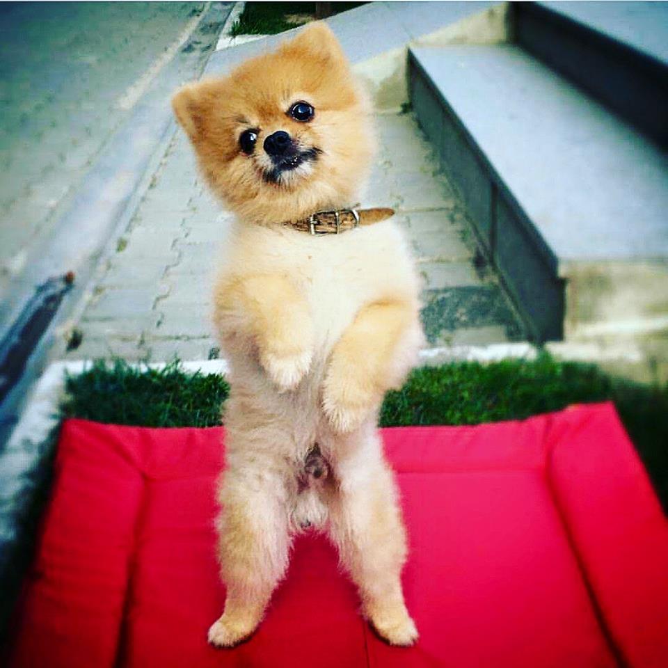 Pomeranian Izmir Satilik Pomeranian Boo Yavrulari