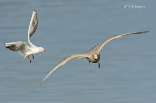 Gavión hiperbóreo, Larus hyperboreus, Glaucous Gull