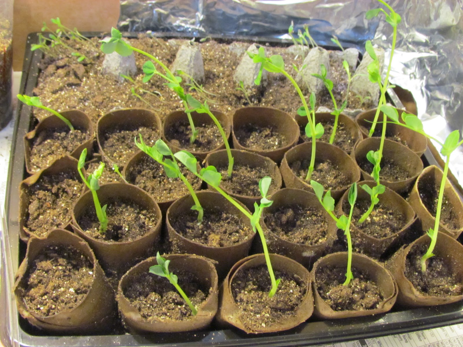 Learn To Grow Seedlings in Toilet paper tube rolls update!