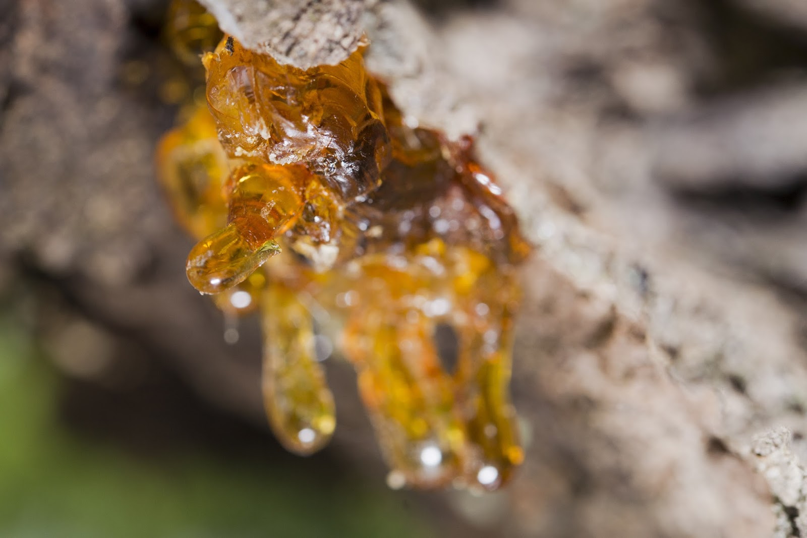 Natural Frankincense Oil Natural Frankincense Oil