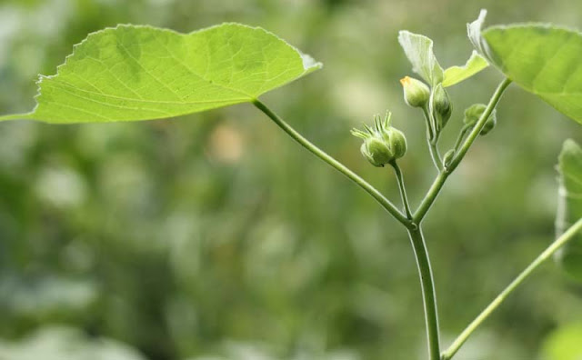 Indian Mallow Flowers