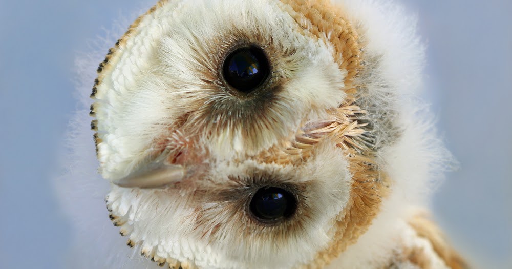 Arzaan's Science Journals How do Owl's Rotate Their Heads So Far Without Snapping Their Necks