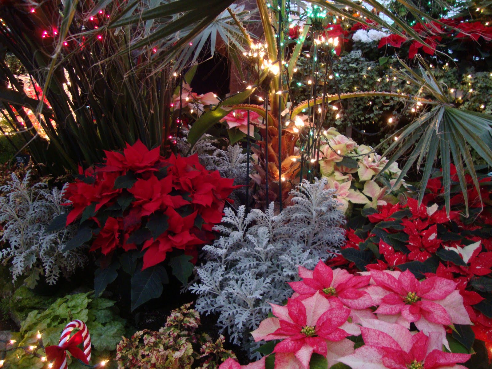 danger garden Christmas in Spokane, WA…