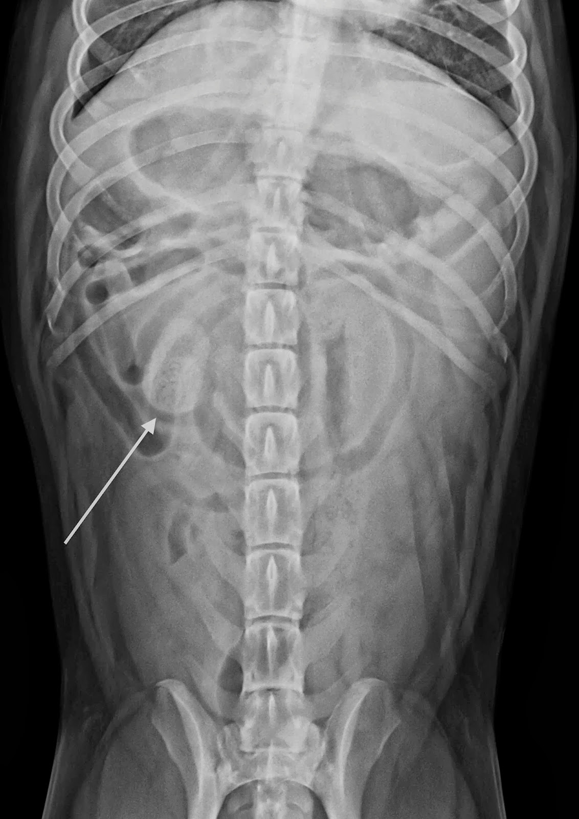 Veterinary Key Points Case Patriot the pitbull with acute vomiting