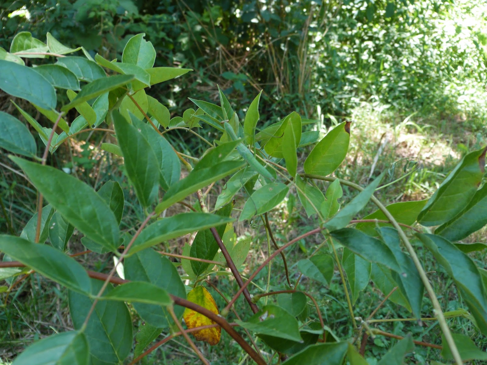 bits and pieces Planting the Placenta Tree