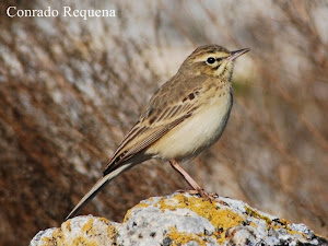 Anthus campestris