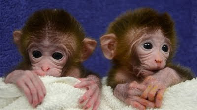1 美國誕生首例轉基因猴 基因來自6個不同胚胎