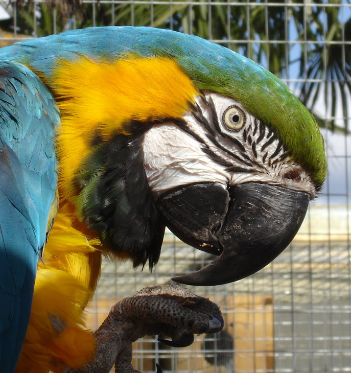 ARARA AZUL E AMARELA